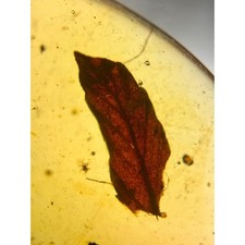 Plant Leaf inclusion in