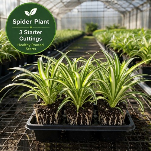 Spider plant rooted - plant,