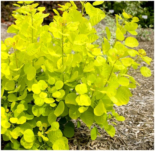 Smoke tree cotinus coggygria - tree,