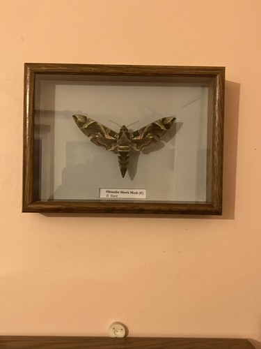 Stunning oleander hawk moth - stunning,