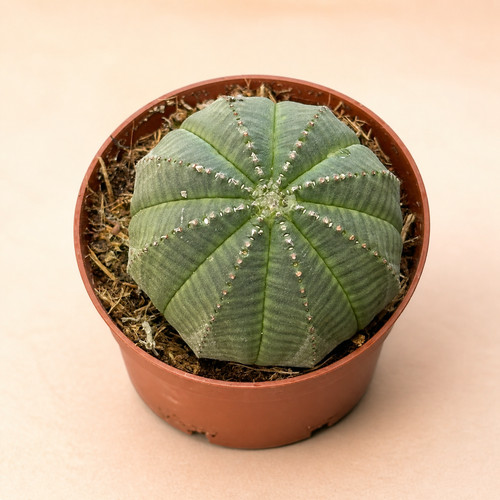 Euphorbia obesa live - euphorbia,