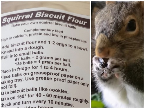 Squirrel biscuit flour 280
