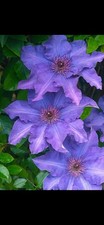 Clematis The President 2L Pot