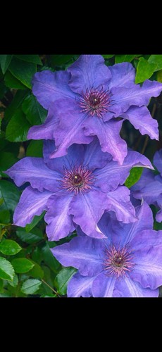 Clematis the president pot - the,