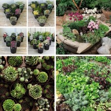 Mixed Alpine Garden Plants