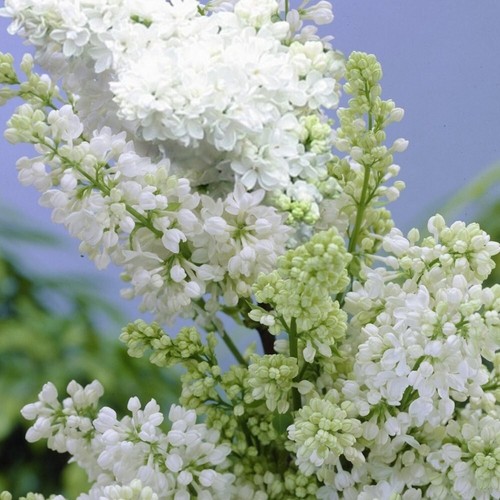Syringa lilac madame lemoine - madame,