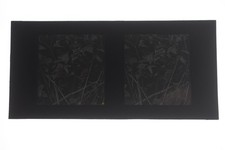 Araceae Arum Maculatum -