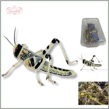 Farm-Fresh Live Locusts: 25