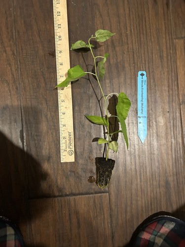 Illinois everbearing mulberry - everbearing,