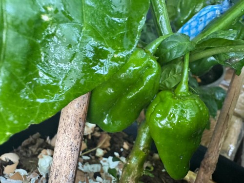Fresh naga bhut - naga,