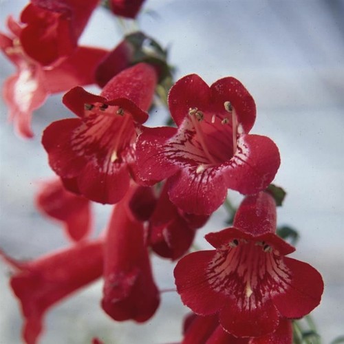 Penstemon king george pack - king,
