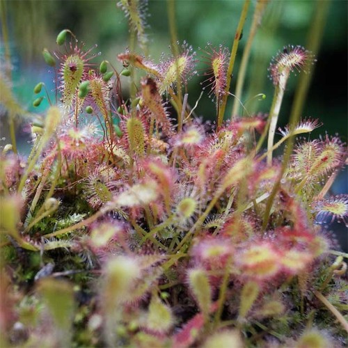 Drosera nidiformis 20 - drosera,