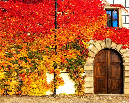 Virginia creeper seeds 50 - virginia, 50+