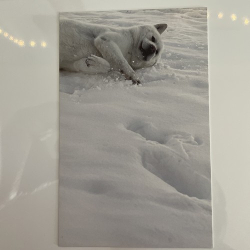 Akita dog postcard snow - dog, in