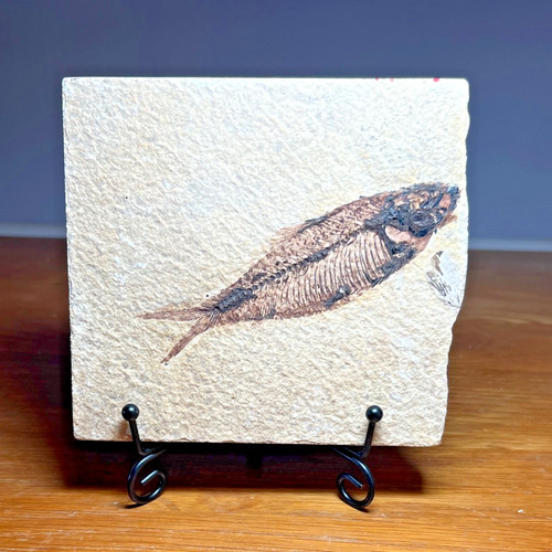 Fossil fish matrix circa - matrix.,