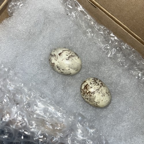 Replica nightjar eggs - 2x,