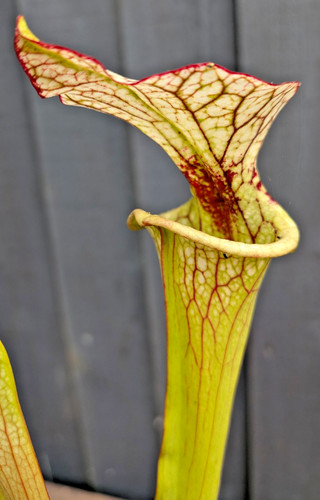 Sarracenia x - sarracenia, (((purp.