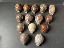 14 Tiger Cowrie Sea Shells