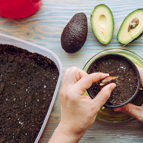 Organic avocado tree potting - organic,