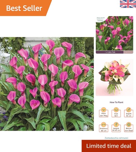 Hand selected calla lily - hand-selected, bulb