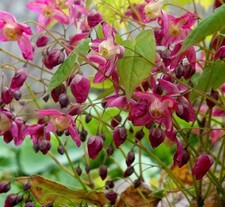 Epimedium Rubrun Low Perennial