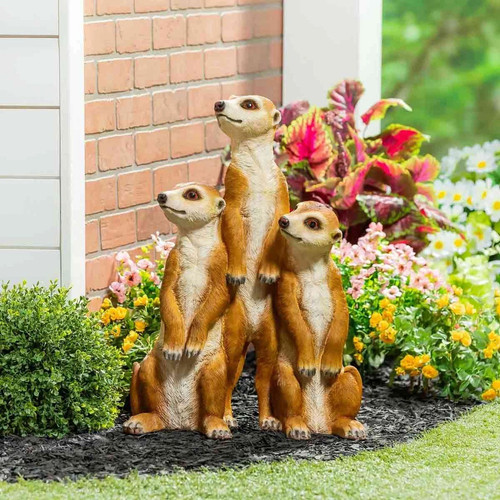 Evergreen meerkat family - meerkat,