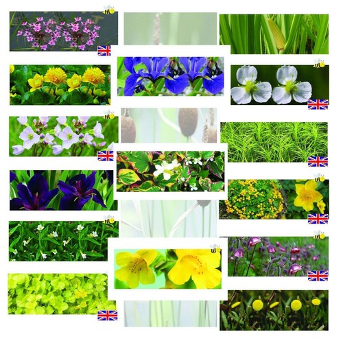 Bargain pond marginal - bargain,