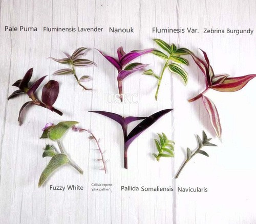 Wandering jew leave cutting - leave,