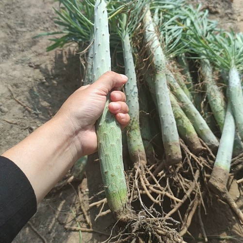 15cm succulent cactus - succulent, plant
