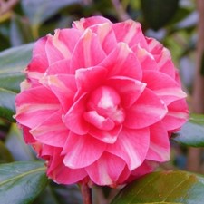 Camellia Pink Orandako Hardy Good Size Bush Plant Flowering Shrub 🇬🇧 UK