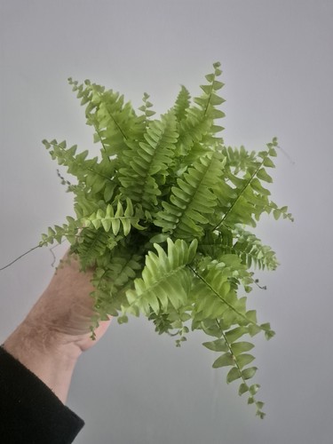 Boston fern 9cm - fern,