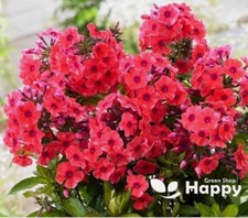 DRUMMOND'S PHLOX COCCINEA - 300 SEEDS - Phlox drummondii grandiflora - FLOWER