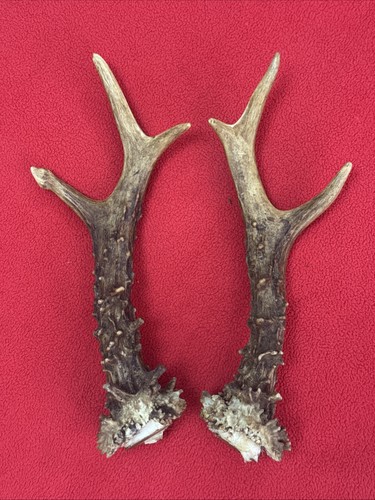 Pair roe deer - roe, antlers