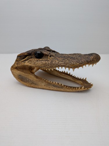 Taxidermy gator head - gator,