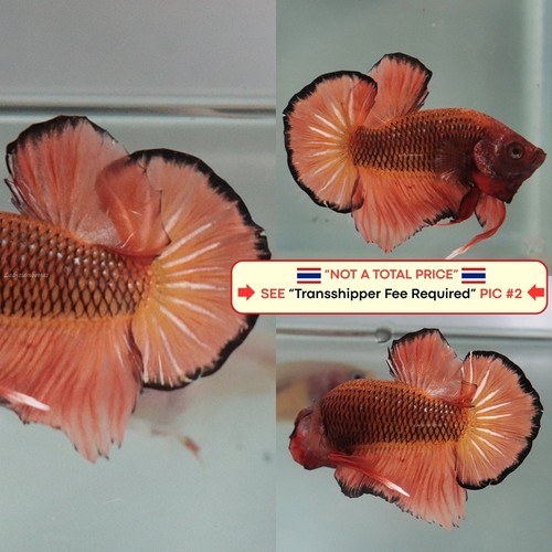 Live betta fish - betta, --