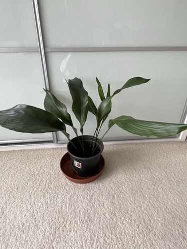 Aspidistra plant - aspidistra,