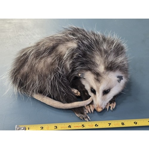 Fhjun19 baby opossum - -,
