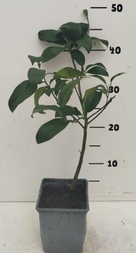 Japanese tree yuzu lime citrus - japanese,