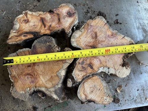 Yew slices - slices,x3,yew, wood