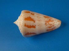 Conus dominicanus, Beautiful Color and Pattern, 38.8mm, Grenadines Shell