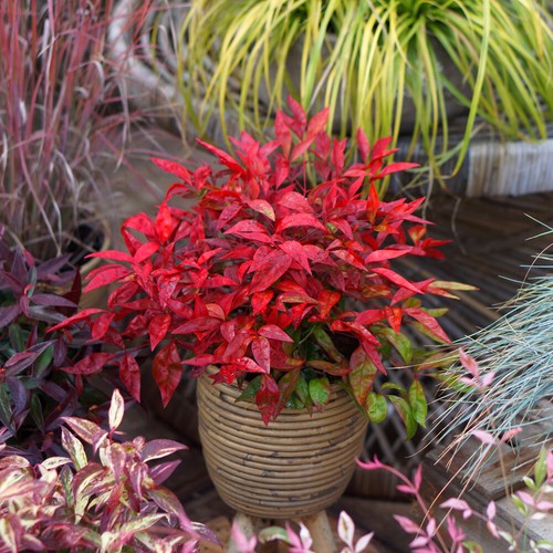 Nandina domestica shrub garden - domestica,
