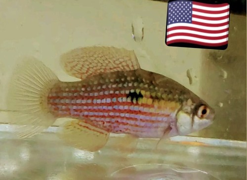 American flag kili - kili, fish