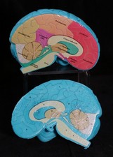 Cross Section Anatomical Brain