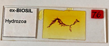Ex-Biosil Microscope Specimen Slide #29 - "Hydrozoa"