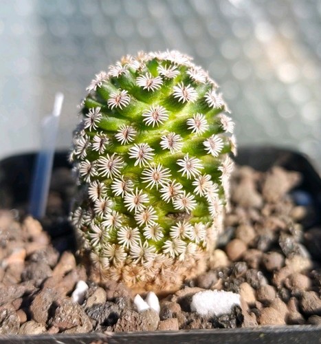 Mammillaria hernandezii rare - hernandezii,