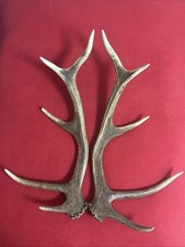 PAIR OF RED DEER ANTLERS 945g