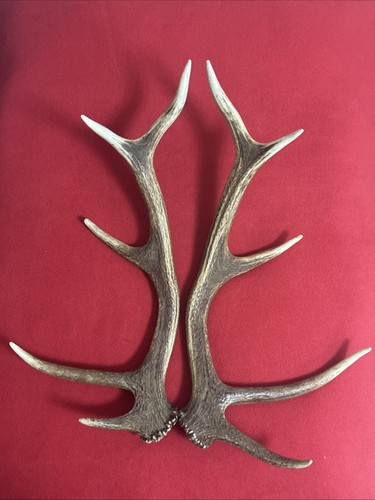 Pair red deer - pair, 945g