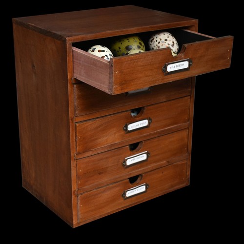 Replica birds eggs - eggs, collections