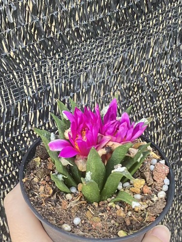 5cm pot ariocarpus agavoides - pot,