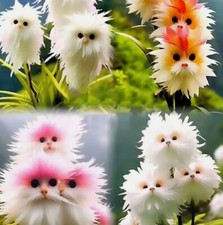 10 CAT ORCHID SEEDS MIX COLORS